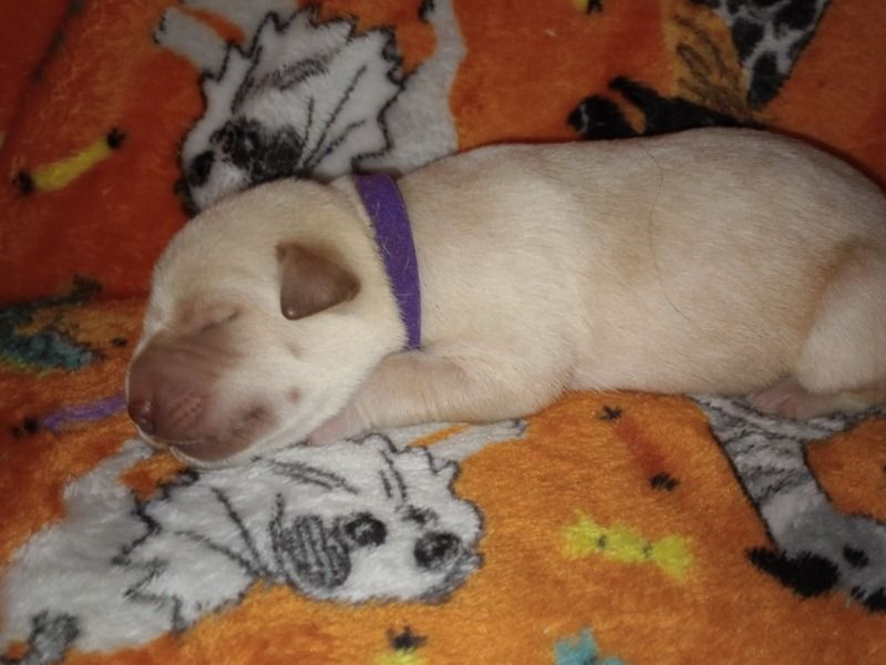 Rice – Labrador Retriever Female Dog for Sale in New Mexico