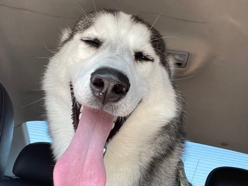 Apollo – Husky Male Dog for Adoption in Minnesota | Vaccinated