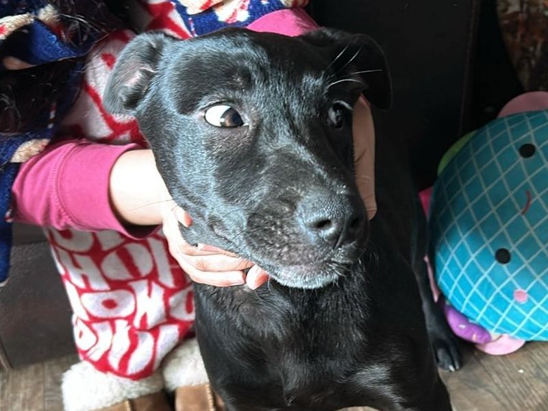 Mia – Labrador Retriever Female Dog for Sale in Indiana | Vaccinated