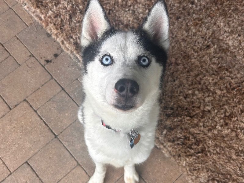 Bash – Siberian Husky Male Dog for Sale in Maryland | Vaccinated