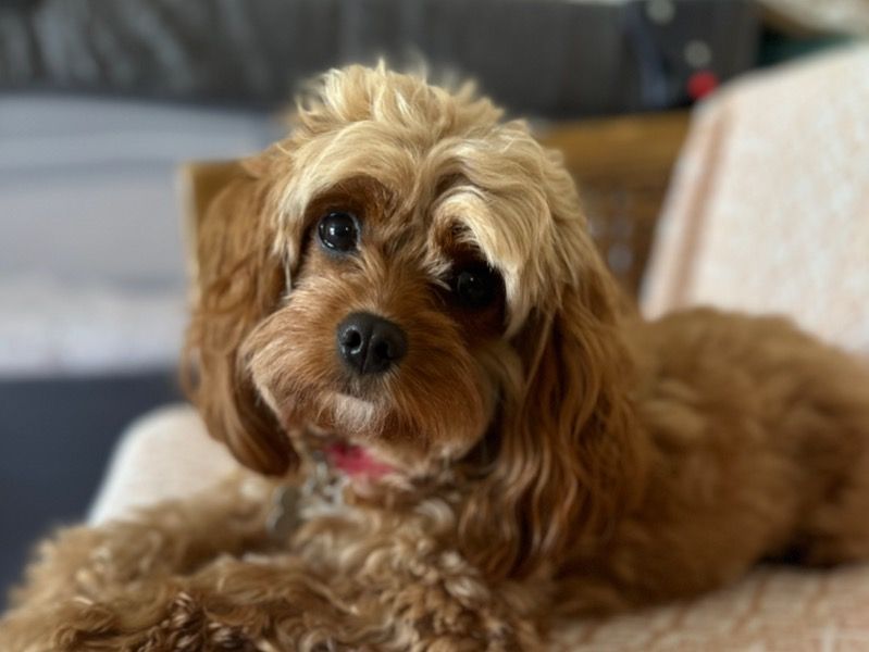 Josie – Cavapoo (Cavadoodle) Female Dog for Breeding in California | Vaccinated