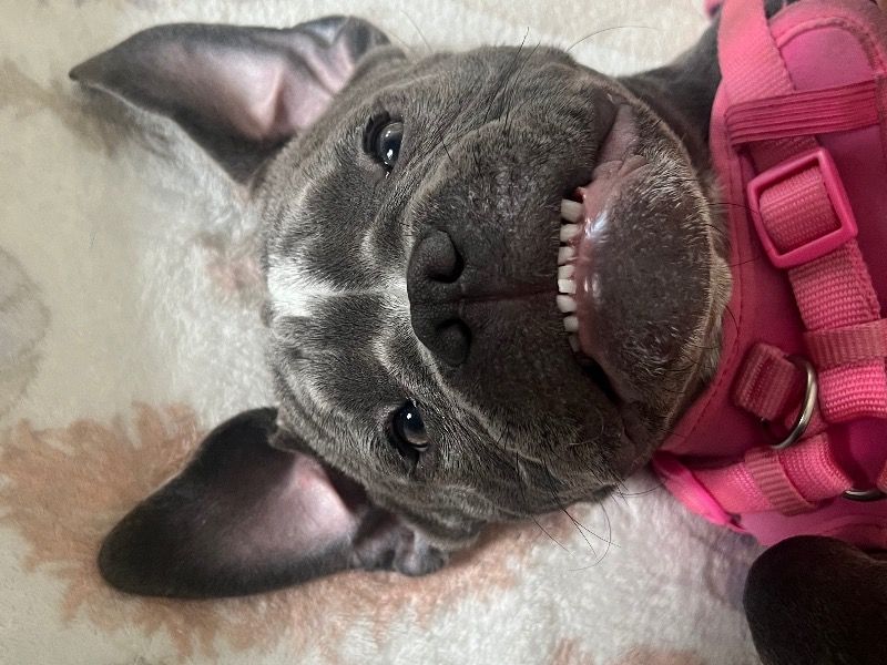 Kyra – American Pocket Bully Female Dog for Sale in Colorado