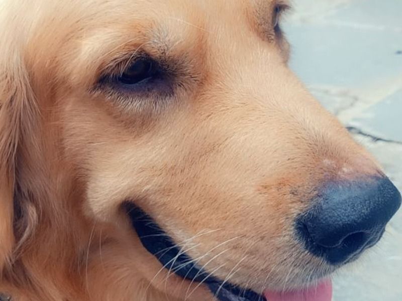 Brownie – Golden Retriever Corgi Stud Dog for Breeding in Telangana | Vaccinated