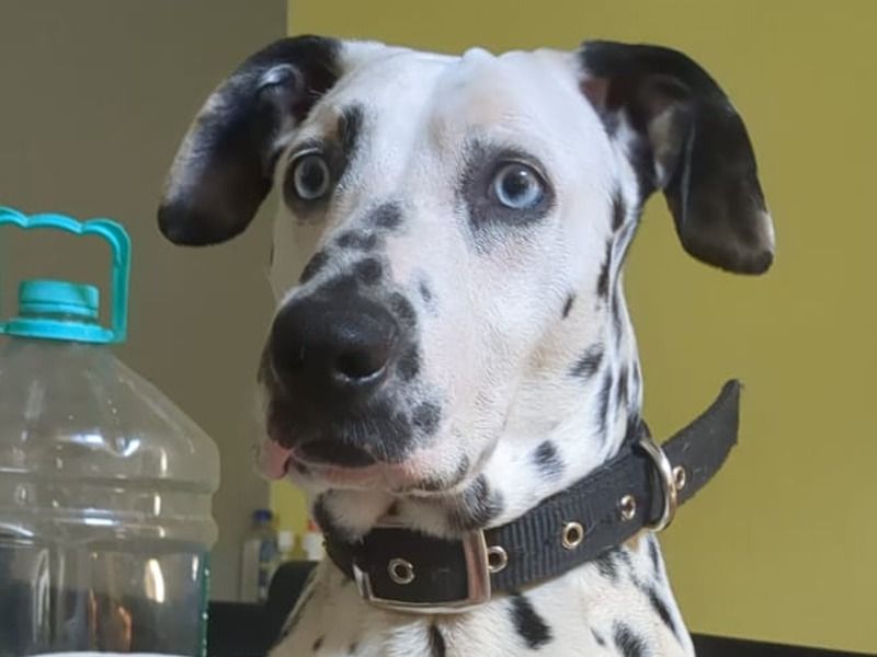 Roro – Dalmatian Stud Dog for Breeding in Karnataka | Vaccinated