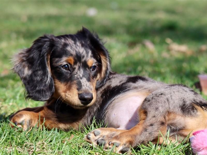 Edgar – Dachshund Stud Dog for Breeding in Indiana | Vaccinated