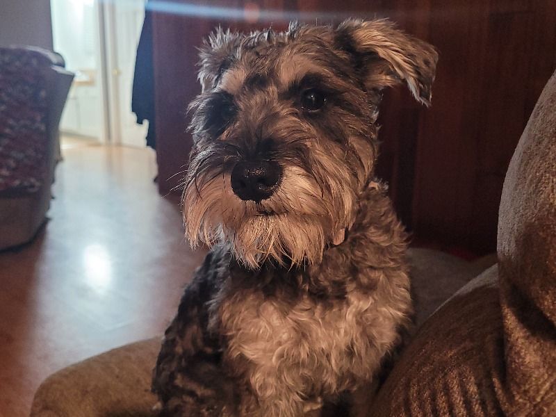 Lucy – Schnauzer Female Dog for Breeding in California | Vaccinated