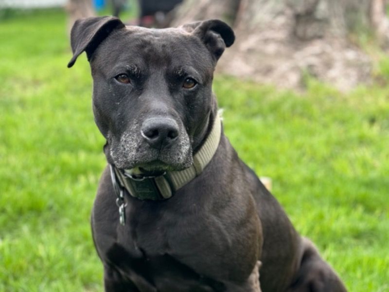 Zep – Labrador Retriever x American PitBull Terrier Stud Dog for Breeding in Illinois | Vaccinated