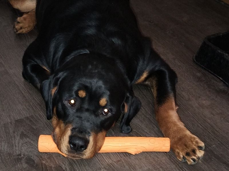 Bella – Rottweiler Female Dog for Breeding in Iowa | Vaccinated