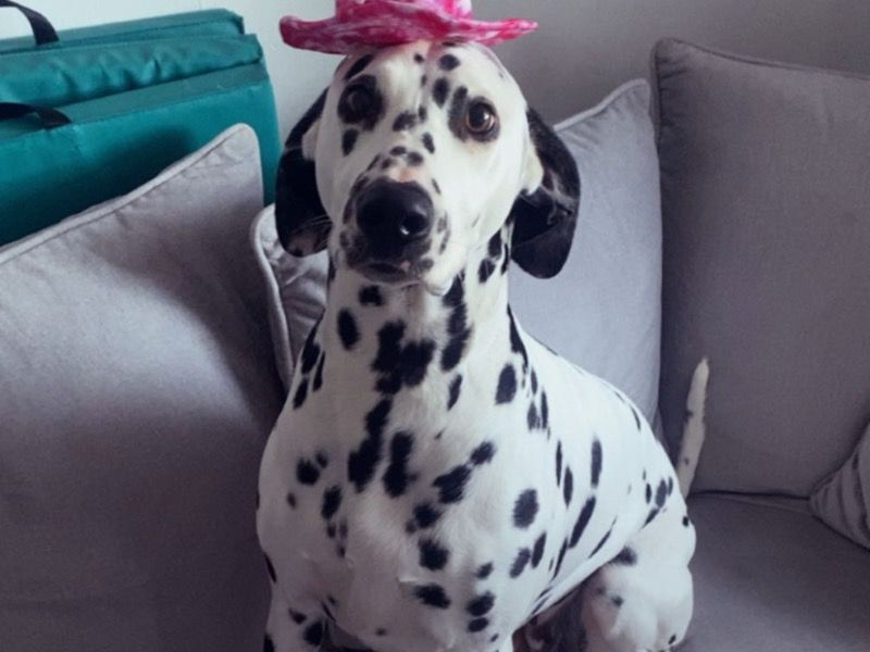 Dottie – Dalmatian Female Dog for Breeding in Scotland | Vaccinated