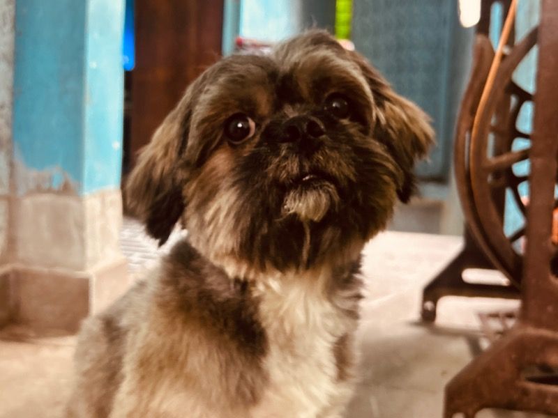Oreo – Lhasa Apso Stud Dog for Breeding in Kerala | Vaccinated