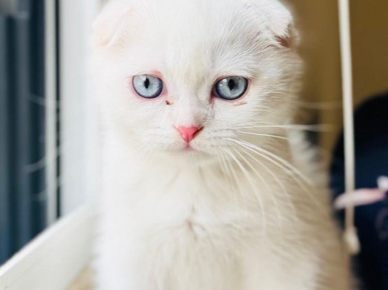 Parl – Scottish Fold Female Cat for Sale in New Jersey