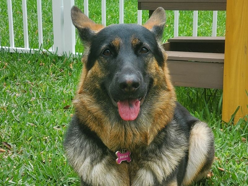 Shena – German Shepherd Female Dog for Breeding in Florida | Vaccinated