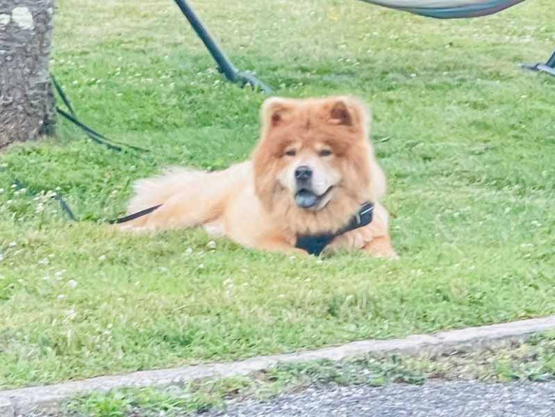 Mailo – Chow Chow Male Dog for Adoption in New York | Vaccinated