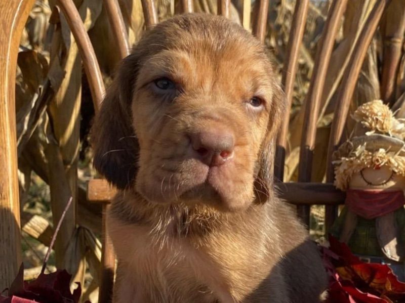Leo – Bloodhound Male Dog for Adoption in South Carolina | Vaccinated