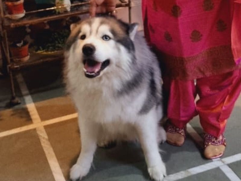 Nawab – Alaskan Husky Stud Dog for Breeding in Uttarakhand | Vaccinated