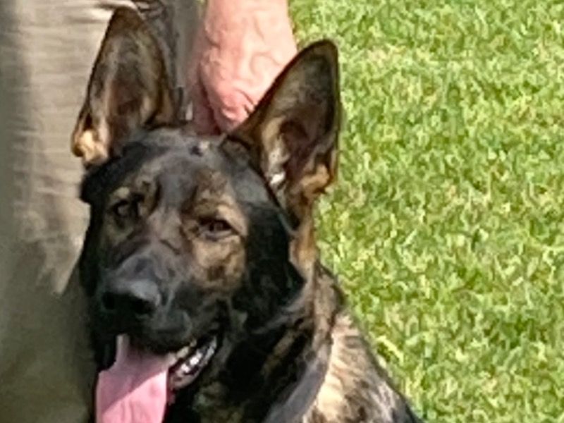 Zeus – German Shepherd Stud Dog for Breeding in Louisiana | Vaccinated