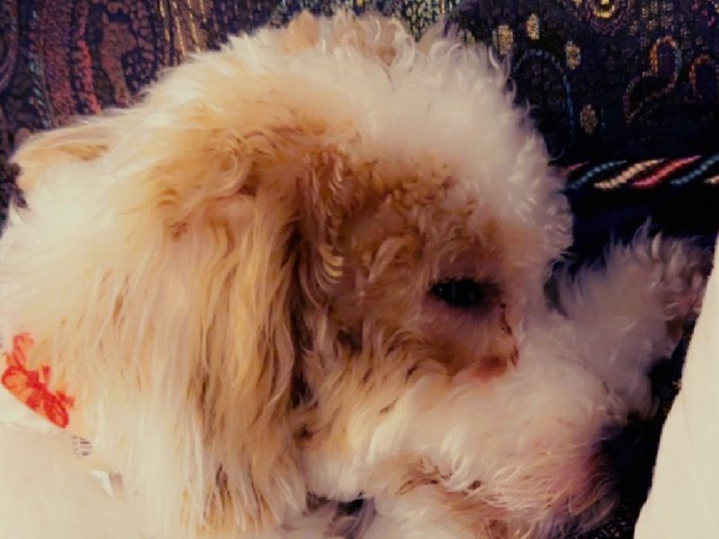 Skye – Bichon Frise Female Dog for Sale in Florida | Vaccinated