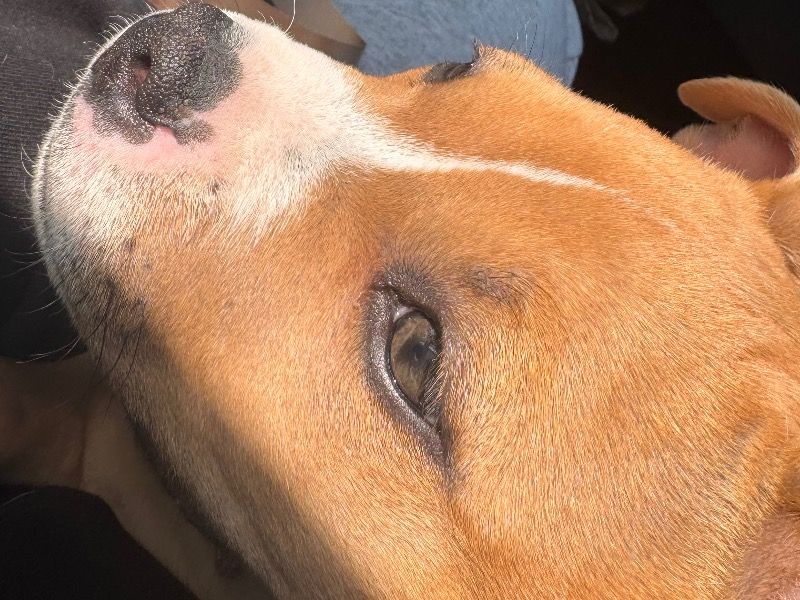 Myla – American Bully Female Dog for Sale in Illinois | Vaccinated
