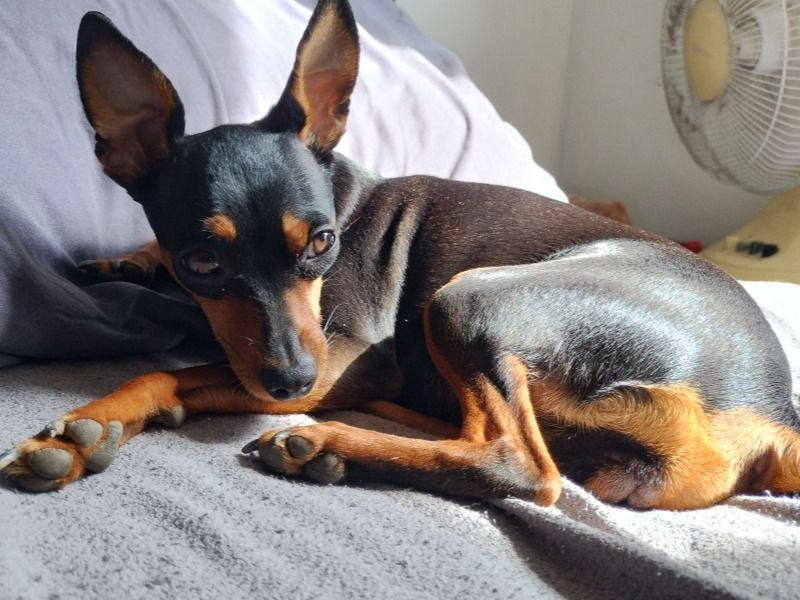 Neila – Miniature Pinscher Female Dog for Breeding in Ontario | Vaccinated