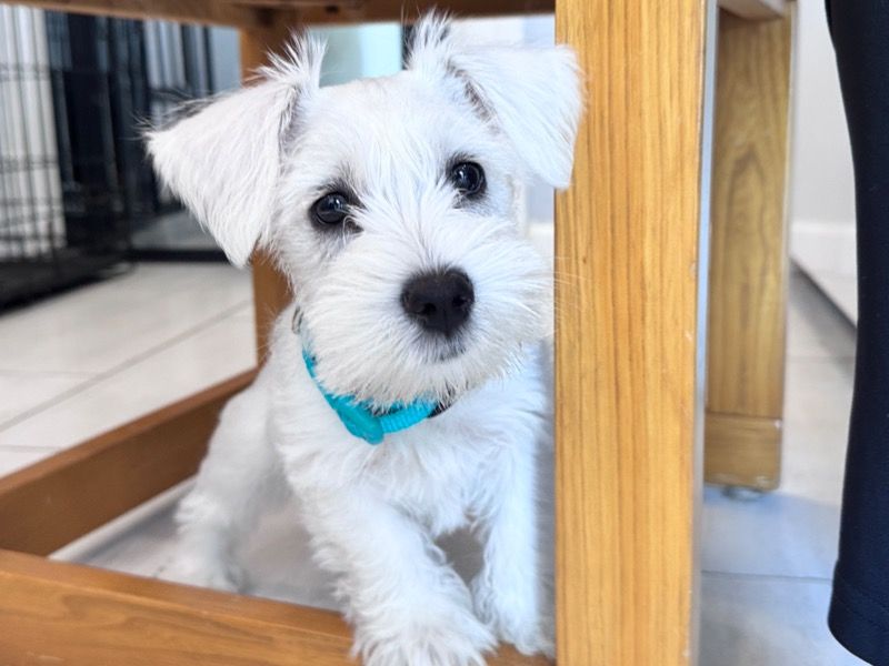 Teddy – Miniature Schnauzer Male Dog for Sale in California | Vaccinated