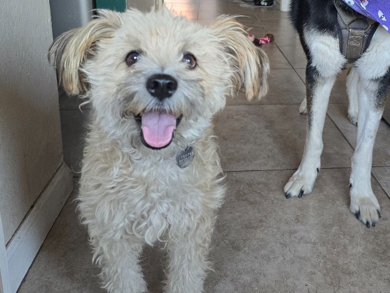 Gracie – Maltipoo Female Dog for Sale in Arizona | Vaccinated