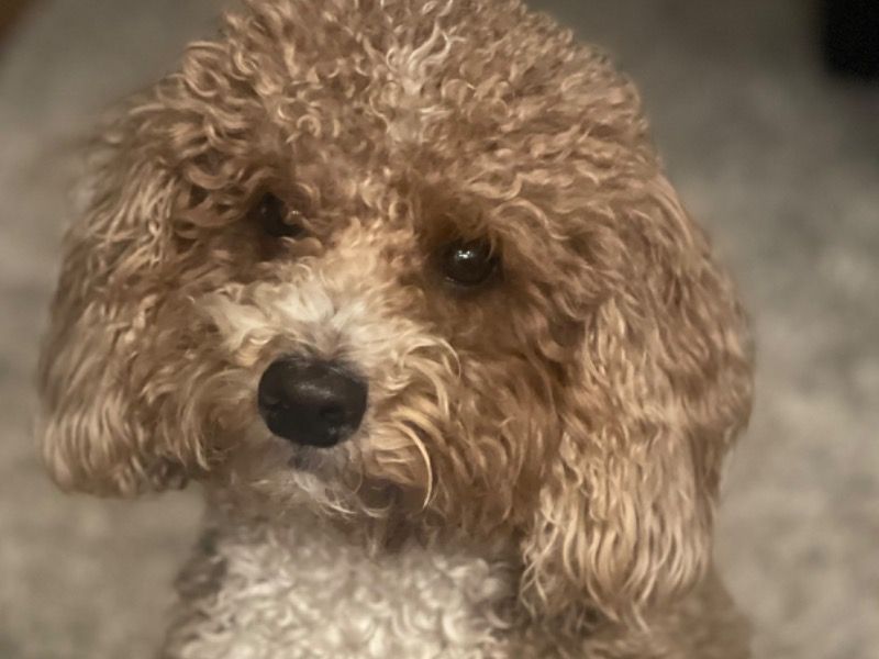 Ziggy – Mini Golden Doodle Stud Dog for Breeding in Pennsylvania | Vaccinated