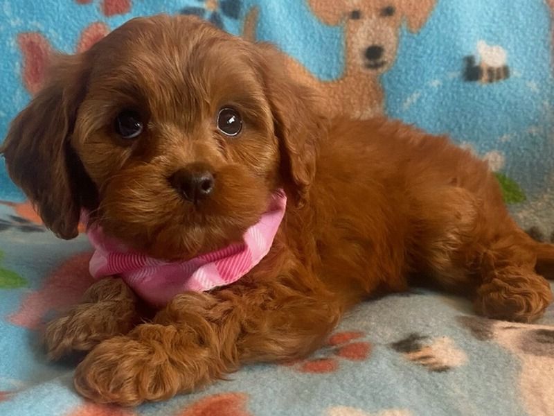 Bella – Cavapoo (Cavadoodle) Female Dog for Sale in Ohio | Vaccinated