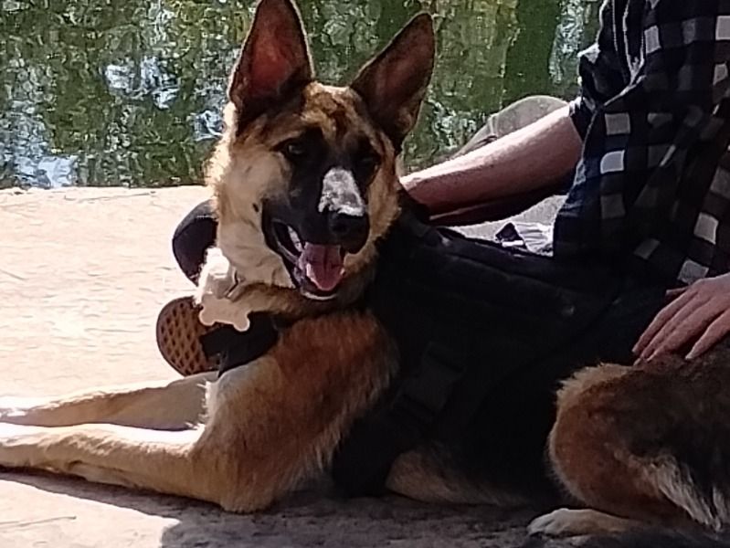 Ellie – German Shepherd x Silver Labrador Female Dog for Breeding in Arizona | Vaccinated