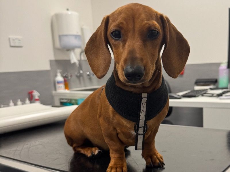 Emma – Dachshund Female Dog for Sale in Victoria | Vaccinated