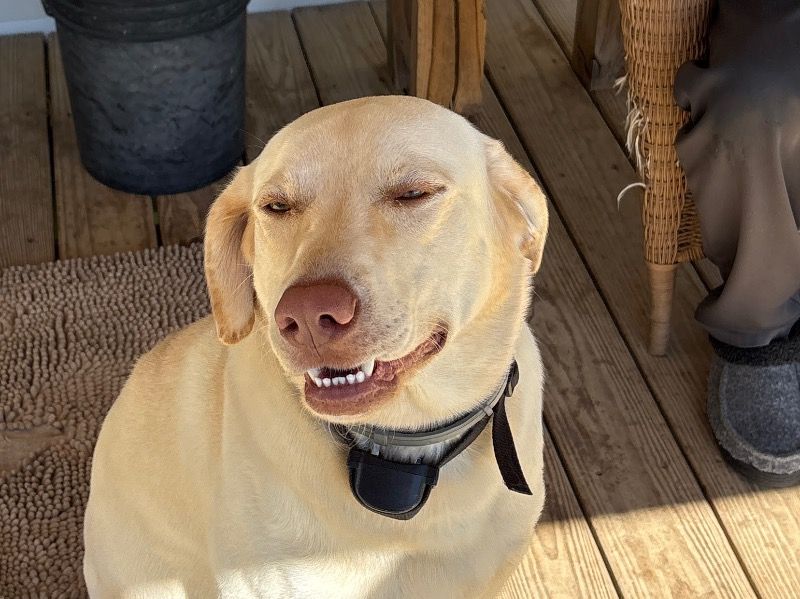 Otis – Labrador Retriever Stud Dog for Breeding in Indiana | Vaccinated