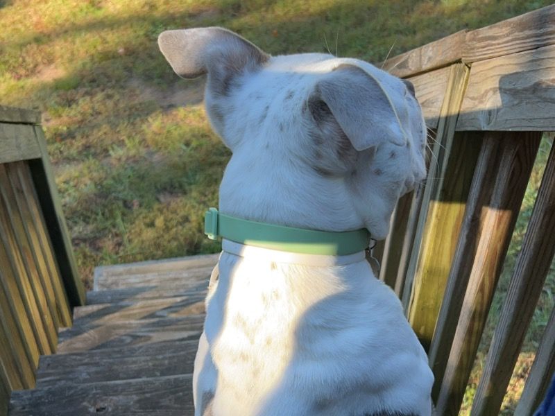 Kingston – American Bulldog Male Dog for Sale in North Carolina | Vaccinated