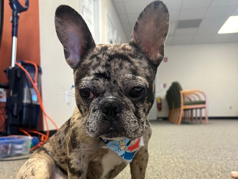 Rylo – French Bulldog Stud Dog for Breeding in Georgia | Vaccinated