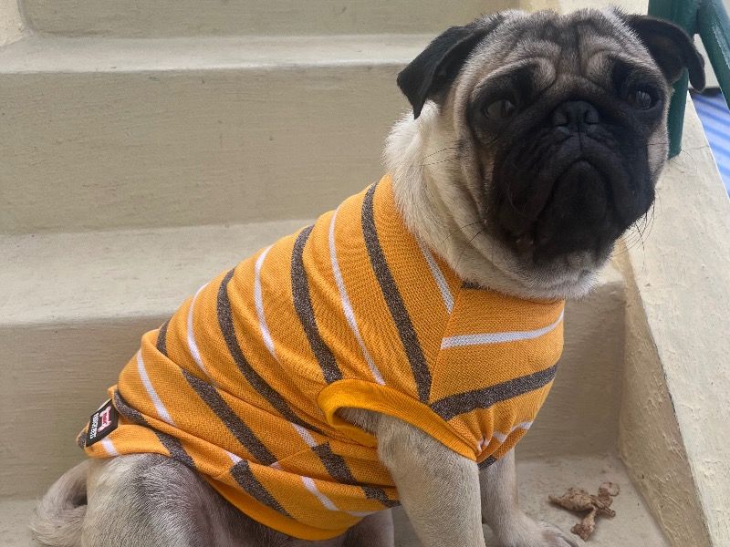 Ramakrishna – Frenchie Pug (Frug) Stud Dog for Breeding in Karnataka