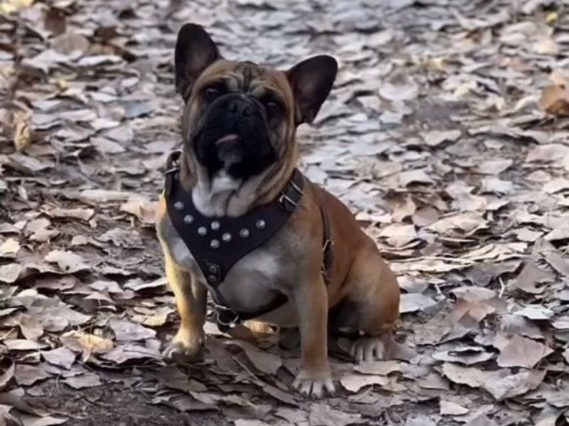 Onyx – French Bulldog Stud Dog for Breeding in New Mexico | Vaccinated