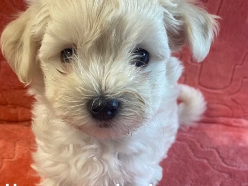 Milo – Havanese x Maltese Male Dog for Sale in Illinois