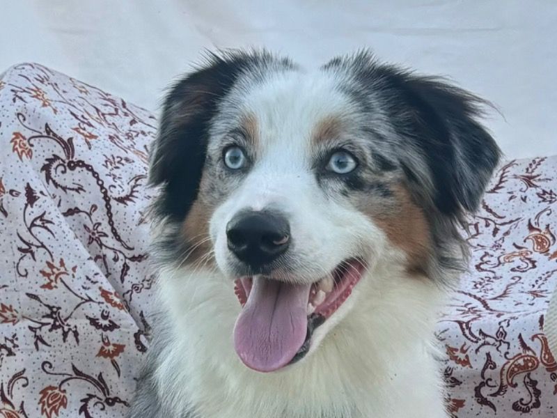 Tucker – Miniature Australian Shepherd Stud Dog for Breeding in Louisiana | Vaccinated