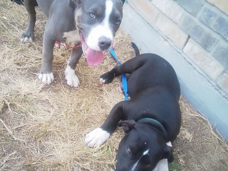 Nadi – American Bully Female Dog for Sale in Texas | Vaccinated