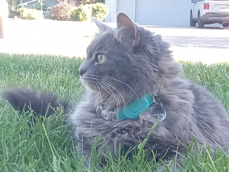 Stella – Maine Coon x Tabby Female Cat for Breeding in Michigan | Vaccinated
