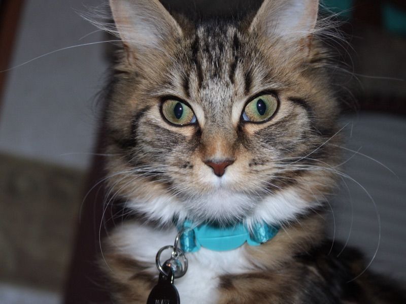 Maizey – Maine Coon Female Cat for Breeding in Maryland | Vaccinated