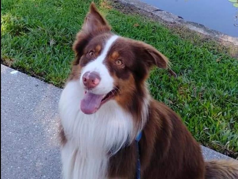 Chase – Australian Shepherd Stud Dog for Breeding in Queensland