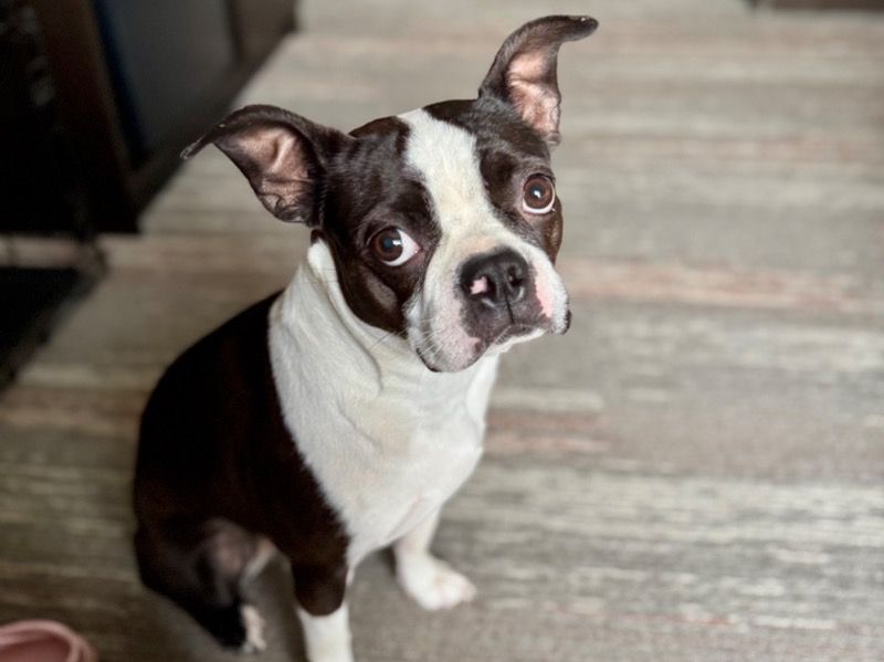 Lilah – Boston Terrier Female Dog for Breeding in West Virginia