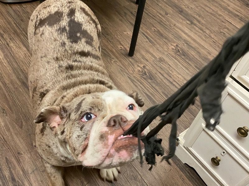 Bean – Bulldog Female Dog for Breeding in Ontario | Vaccinated