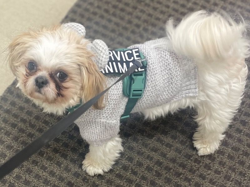 Trip – Miniature Shih Tzu Stud Dog for Breeding in Missouri | Vaccinated