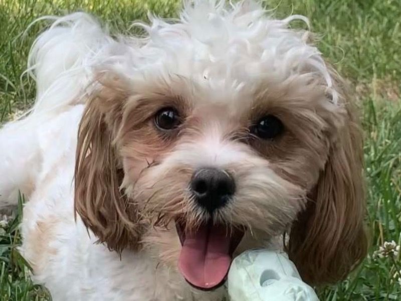 Paris – ShihPoo Female Dog for Adoption in Michigan | Vaccinated