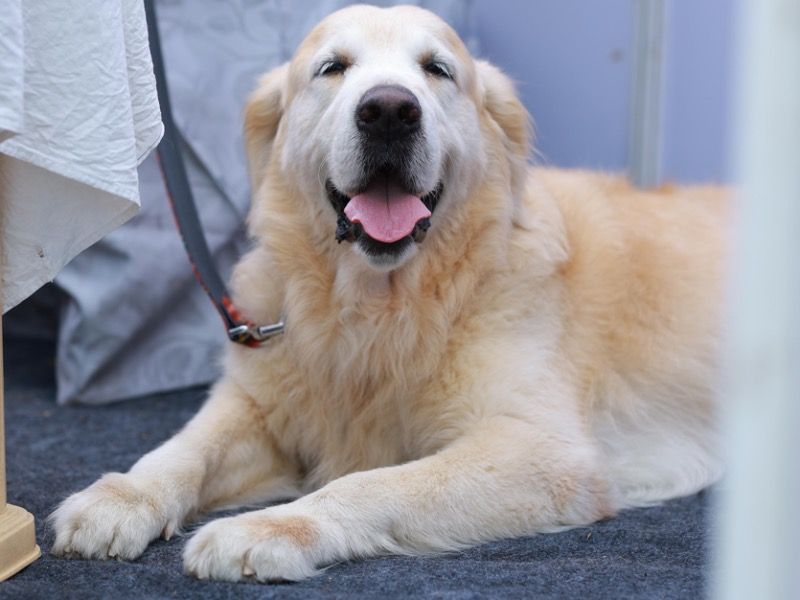 Oscar – English Cream Retriever Stud Dog for Breeding in Telangana | Proven Stud, Vaccinated