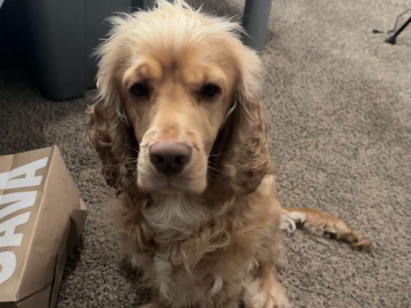 Odie – American Cocker Spaniel Stud Dog for Breeding in Texas | Vaccinated