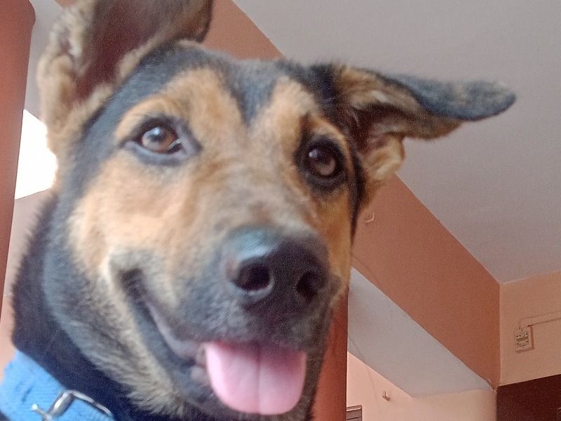 Sweaty – German Shepherd Female Dog for Socialization in Uttar Pradesh | Vaccinated