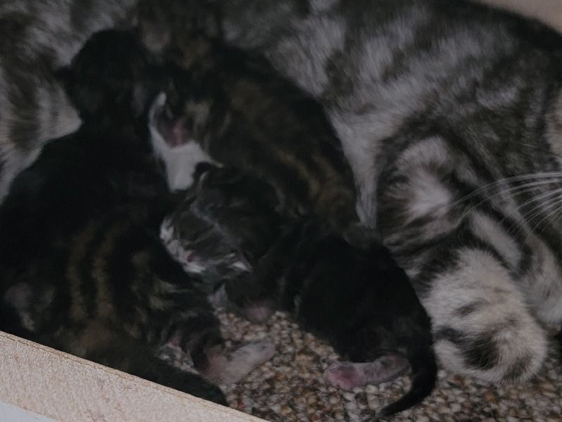 4 Kittens – American Shorthair Male Cat for Sale in Ontario