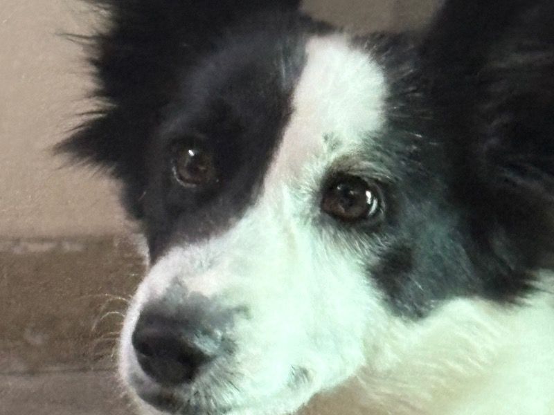 Dollar – Indian Pariah Dog x Indian Pariah Dog Female Dog for Breeding in Delhi | Vaccinated
