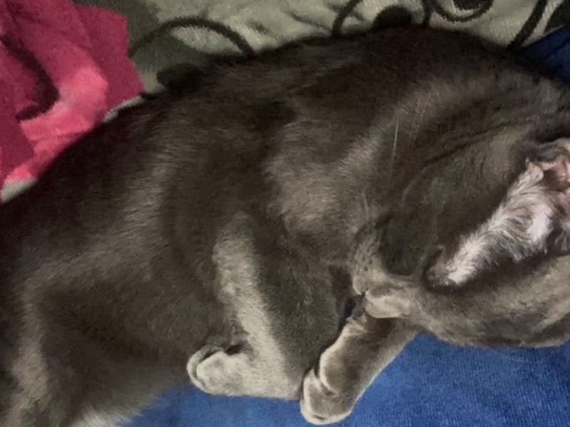 Draco – Russian Blue Male Cat for Sale in California